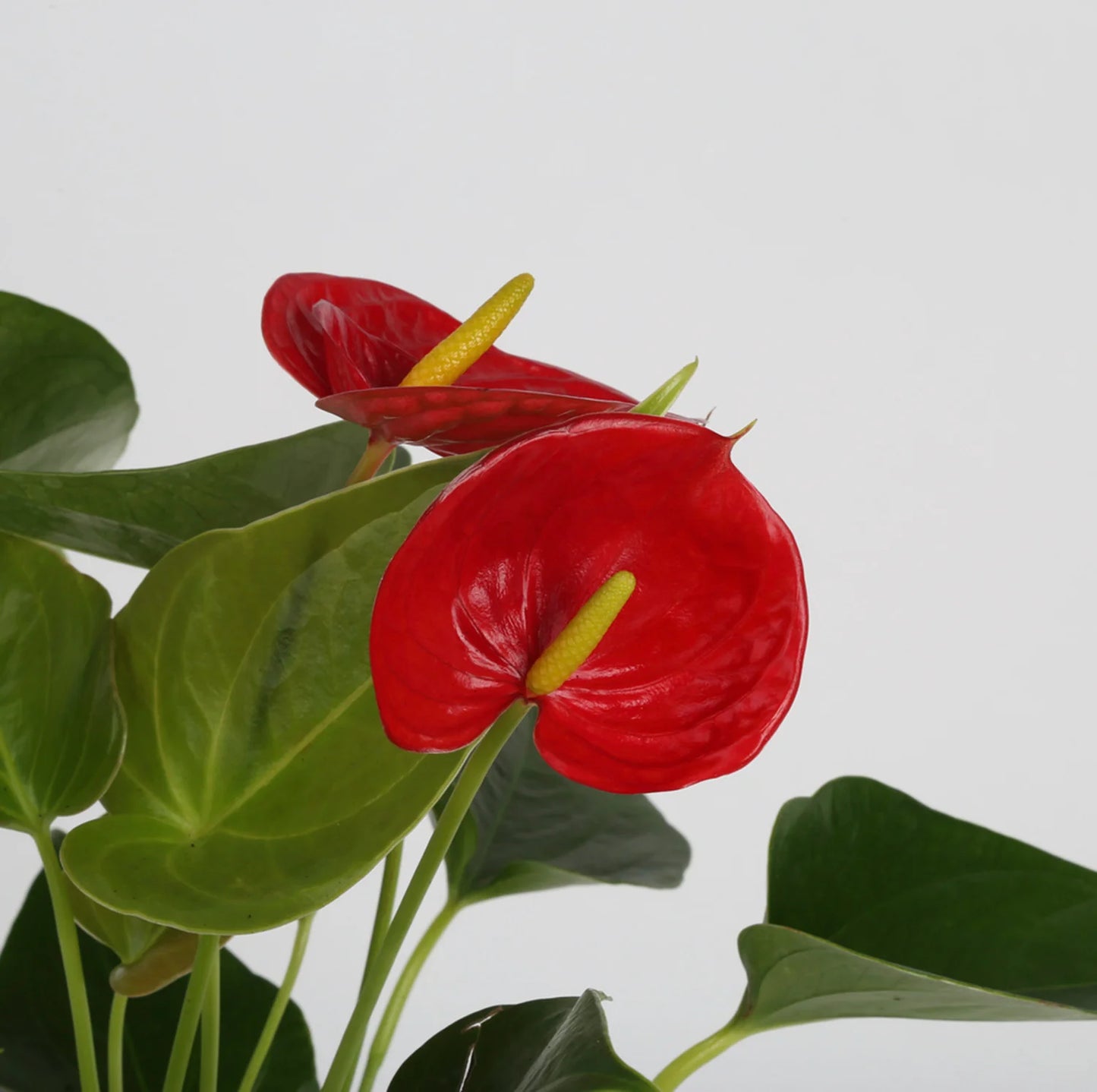 Anthurium- Plant