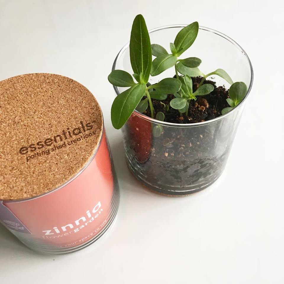 Zinnia Flower Garden