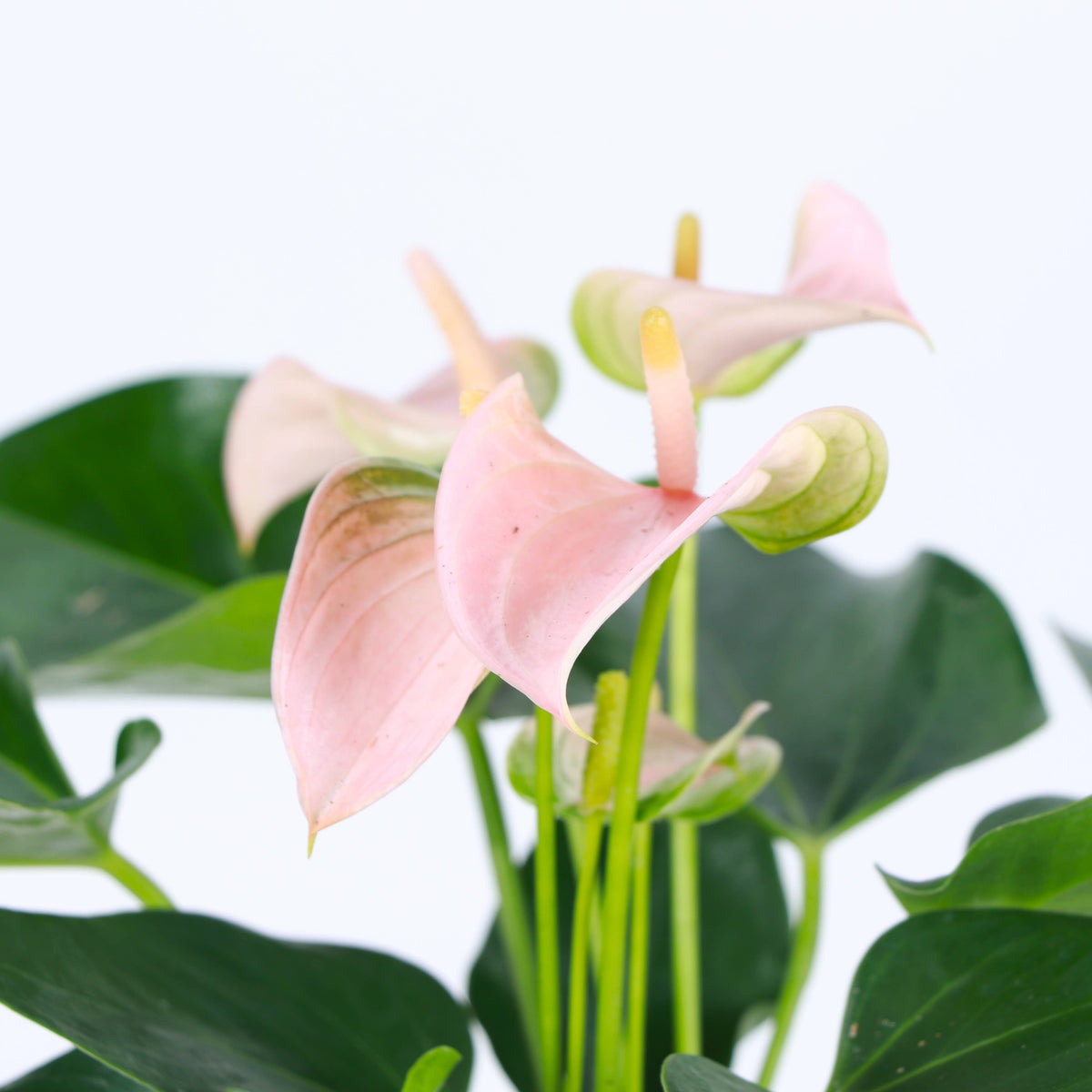 Peach Anthurium, Flamingo Flower - 4" Live Plant
