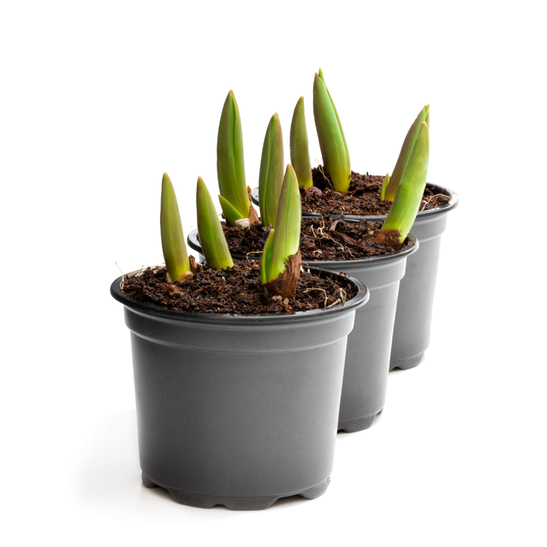Spring Tulips - Blooming Live Plant - Assorted Colors
