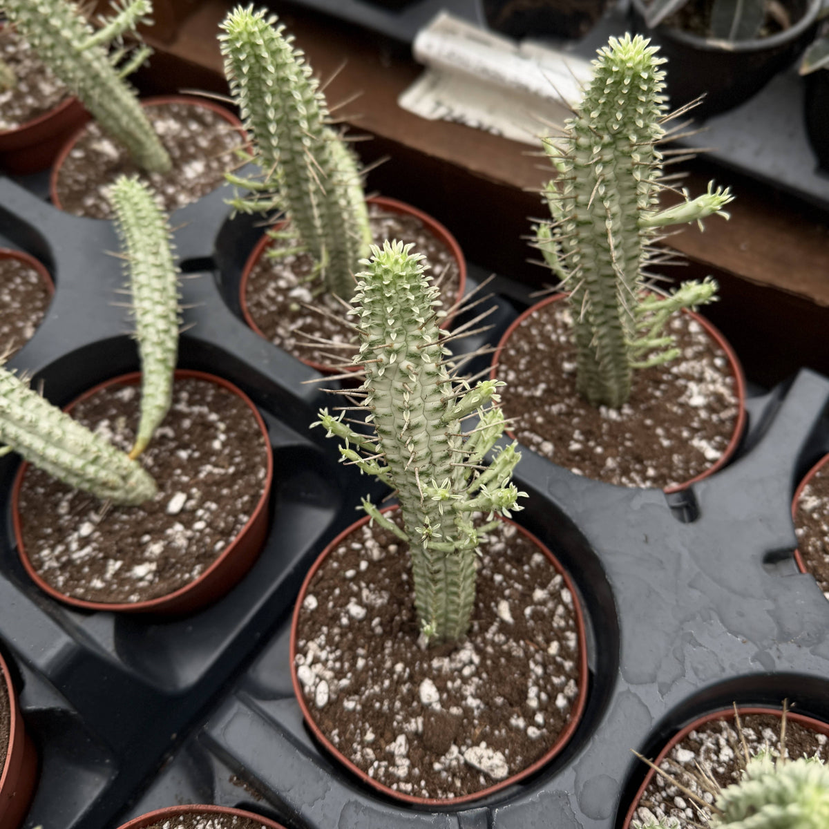 Variegated Corn Cob Succulent Cactus - 4" Live Plant