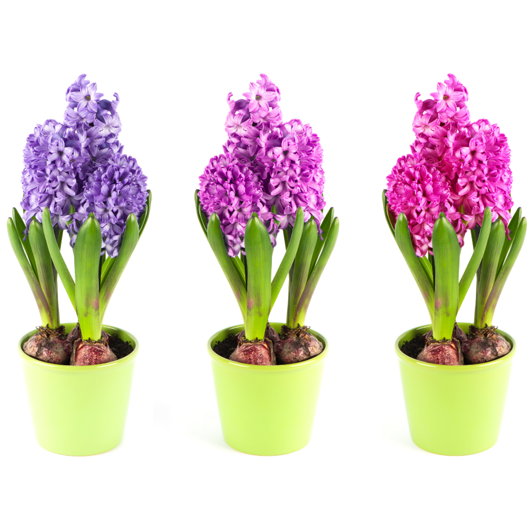 Spring Hyacinth - Blooming Live Plant - Assorted Colors