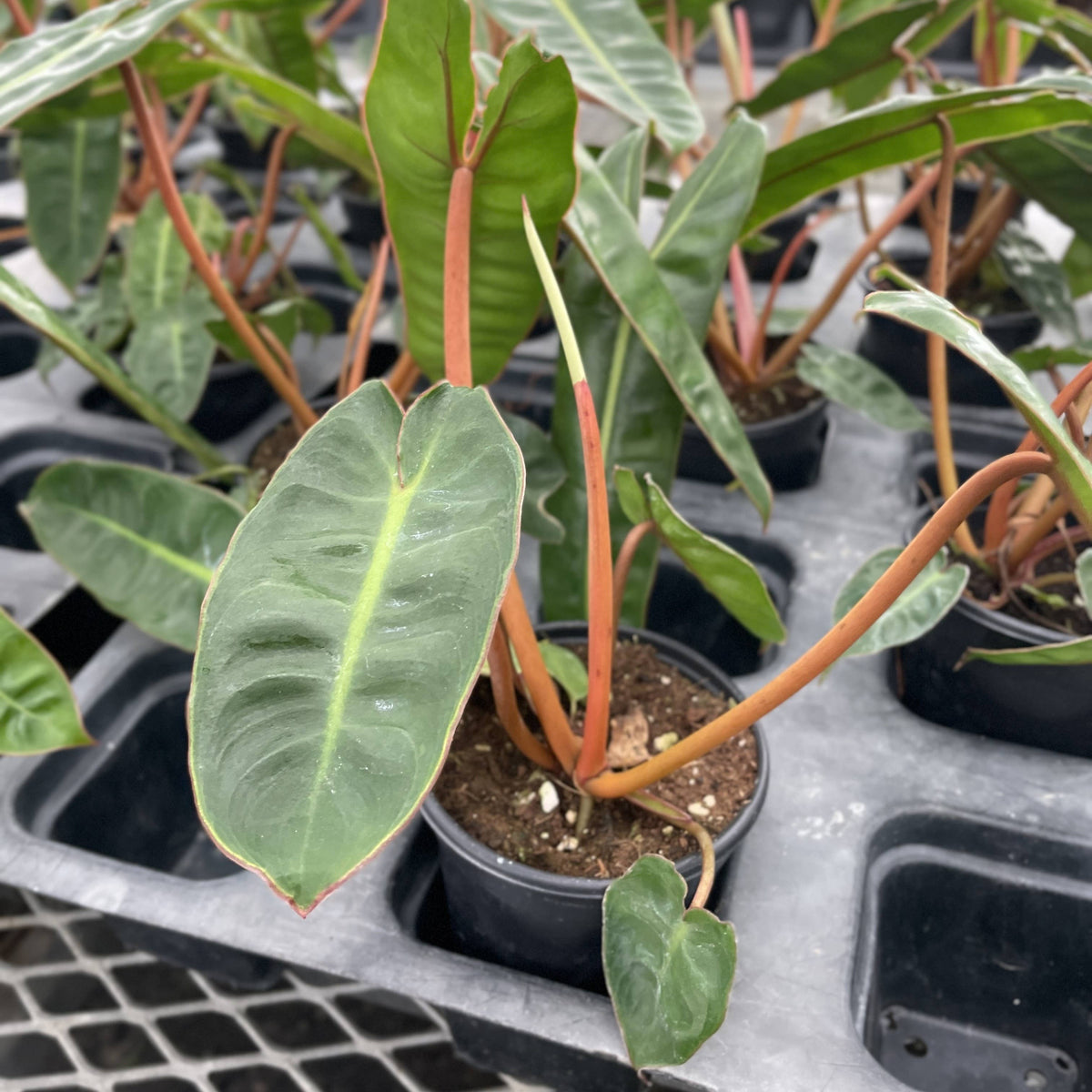 Philodendron Billietiae - Live Plant