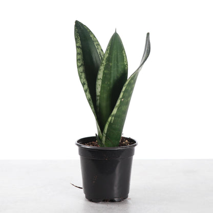 Whitney Snake Plant - 4" Live Plant
