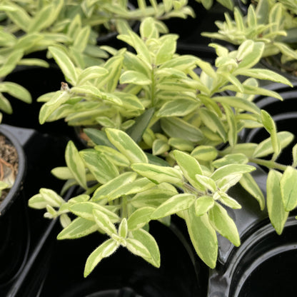 Lipstick 'Bolero Bicolor' Plant - 4" Live Plant