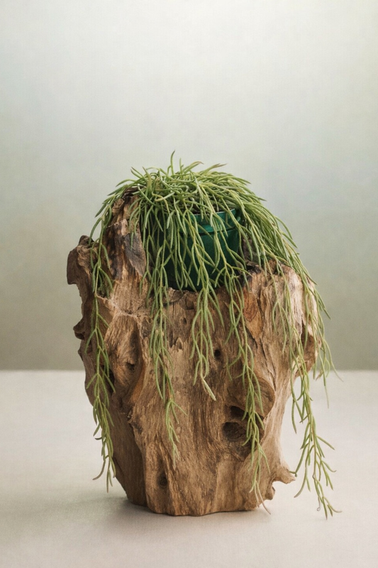 Hoya Linearis/ extra long