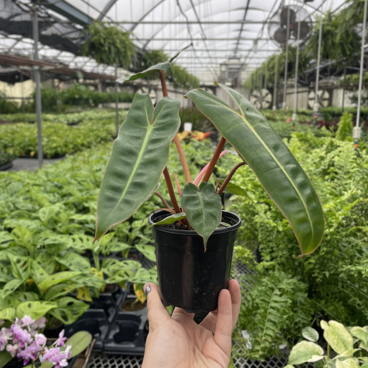 Philodendron Billietiae - Live Plant