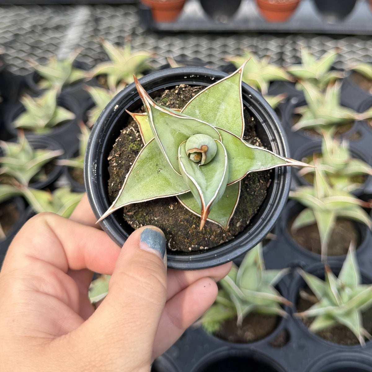 Sansevieria Pinguicula - Walking Snake Plant - 3" Live Plant