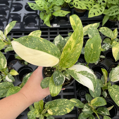 Philodendron Green Congo Nuclear Variegated - 4" Live Plant