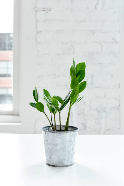 ZZ Plant - Live Plant