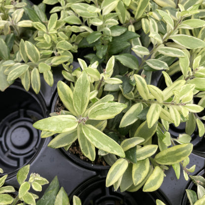 Lipstick 'Bolero Bicolor' Plant - 4" Live Plant