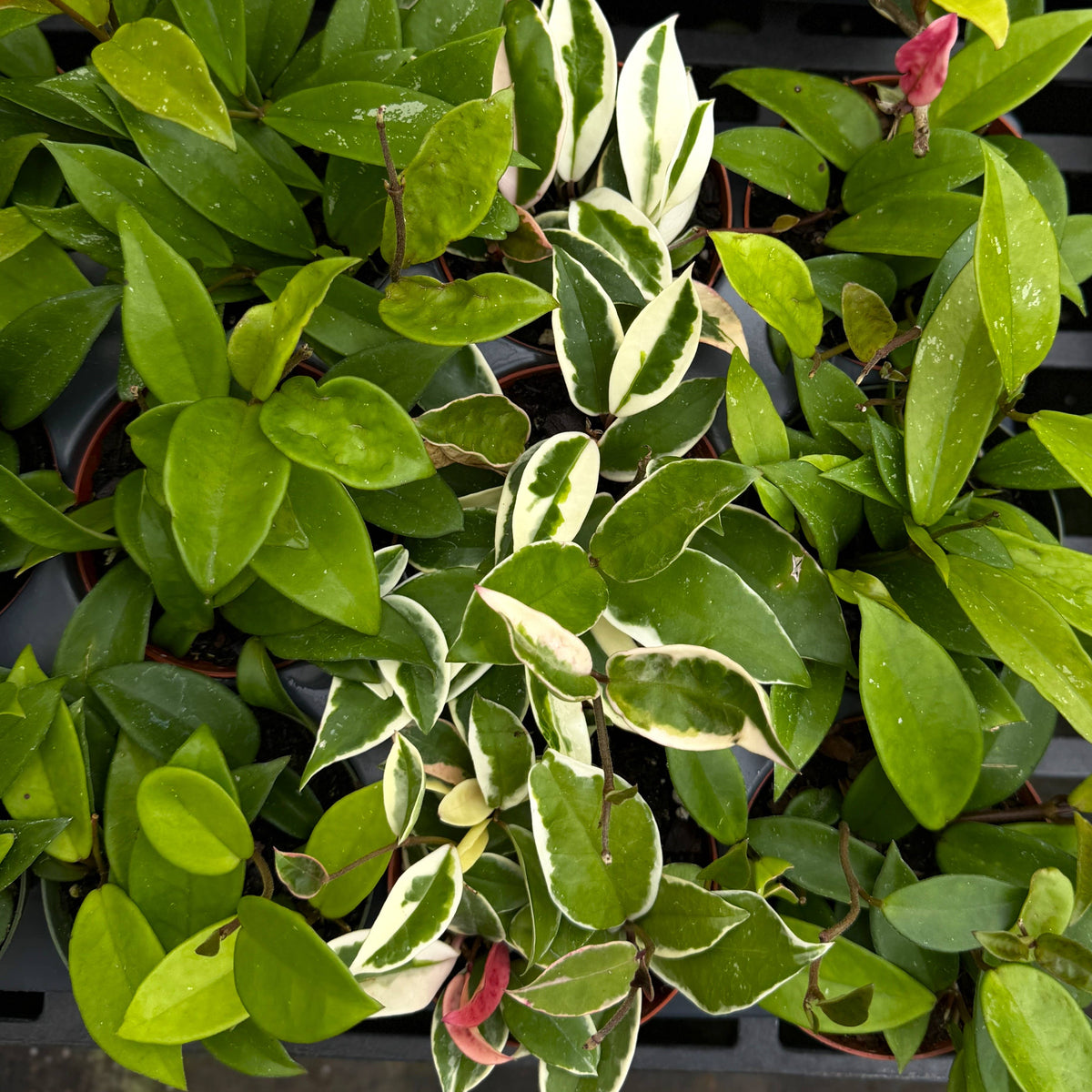 Live Hoya Plant - Assorted Variety - 4" Nursery Pot