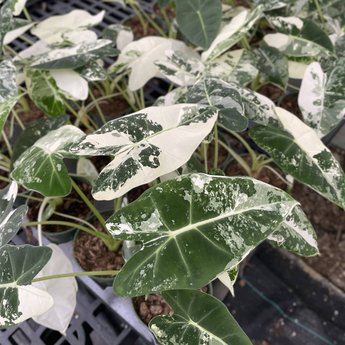 Variegated Alocasia Frydek - 4" Live Plant - RARE