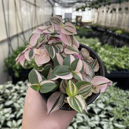 Tradescantia Quadricolor - 4" Live Plant