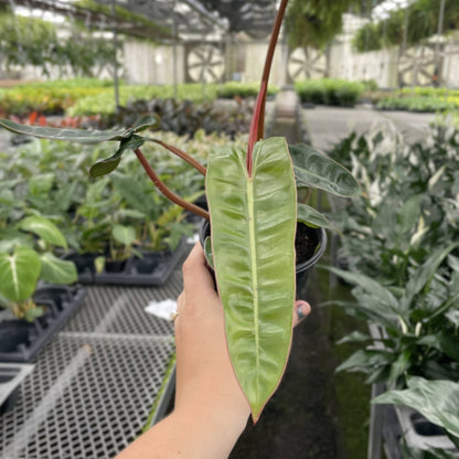 Philodendron Billietiae - Live Plant
