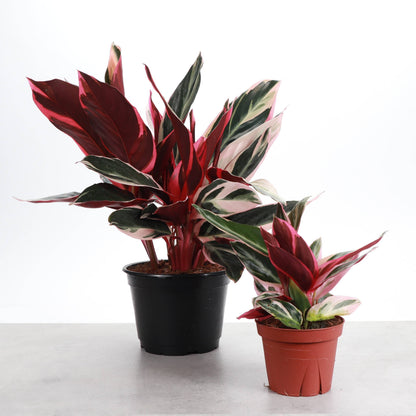 Stromanthe Triostar - Live Plant