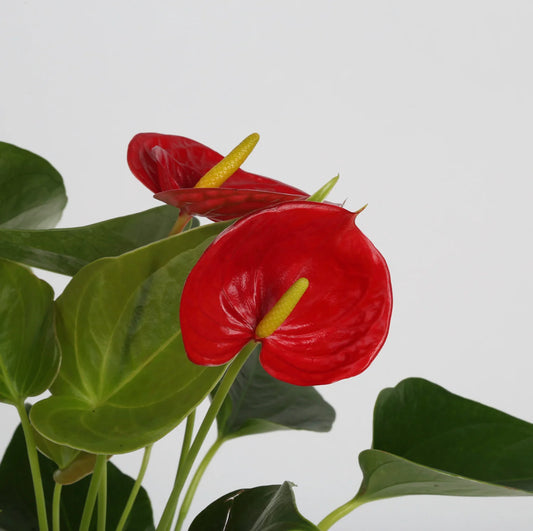 Anthurium- Plant