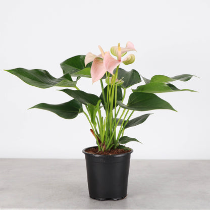 Peach Anthurium, Flamingo Flower - 4" Live Plant