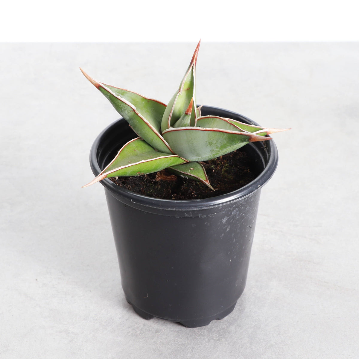 Sansevieria Pinguicula - Walking Snake Plant - 3" Live Plant