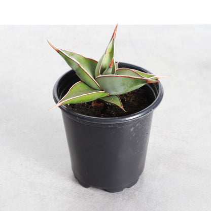 Sansevieria Pinguicula - Walking Snake Plant - 3" Live Plant