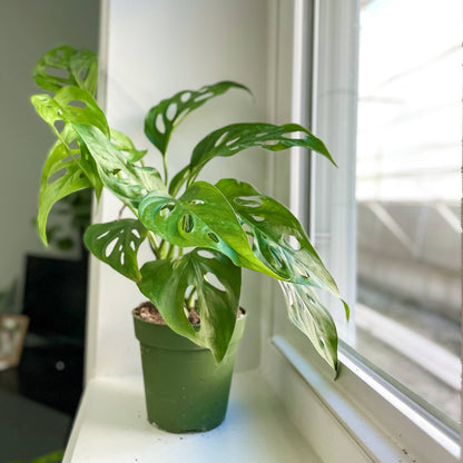 Swiss Cheese Plant, Monstera Adansonii - Live Plant
