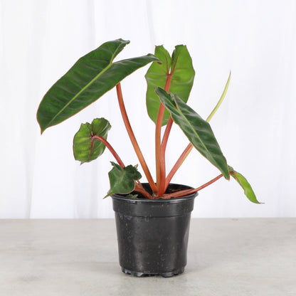 Philodendron Billietiae - Live Plant