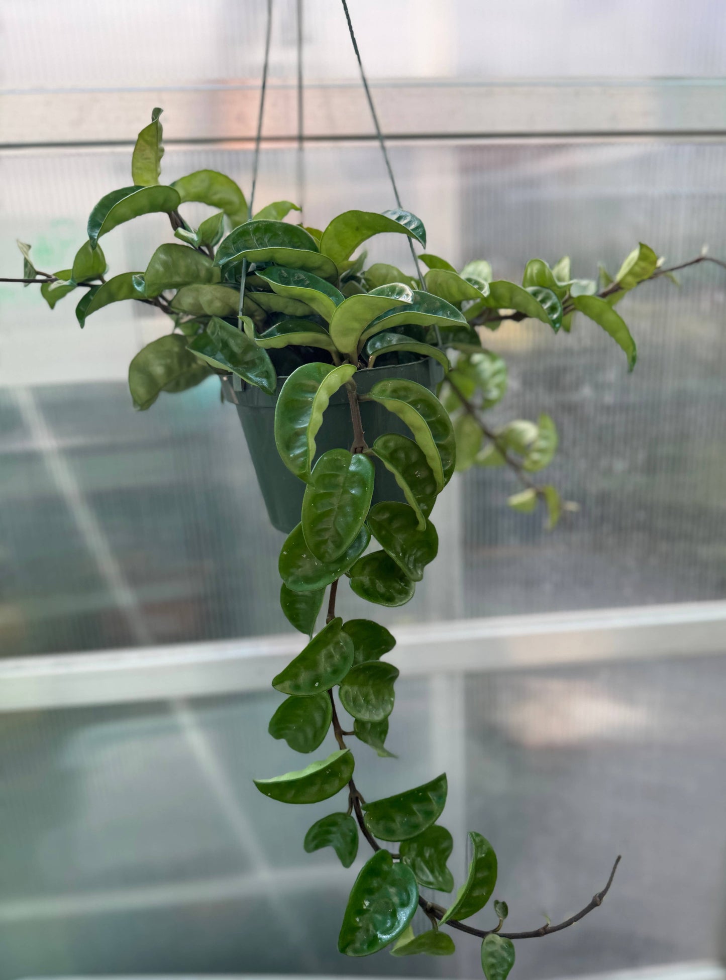 Hoya Krinkle