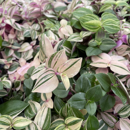 Tradescantia Quadricolor - 4" Live Plant