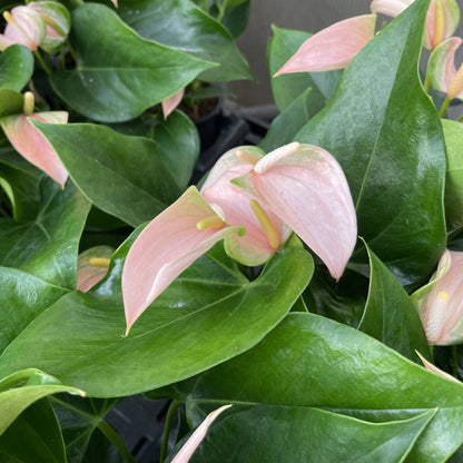Peach Anthurium, Flamingo Flower - 4" Live Plant