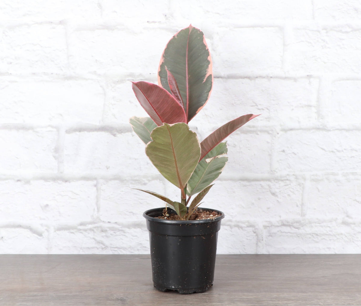 Ruby Rubber Plant - Live Ficus Plant