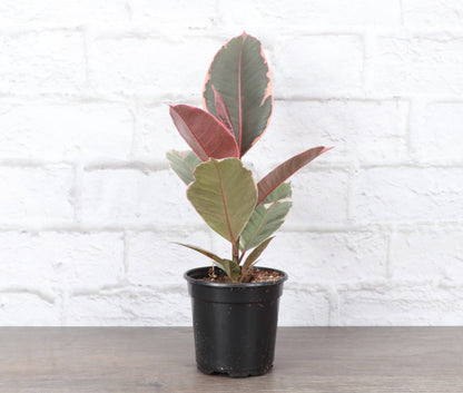 Ruby Rubber Plant - Live Ficus Plant