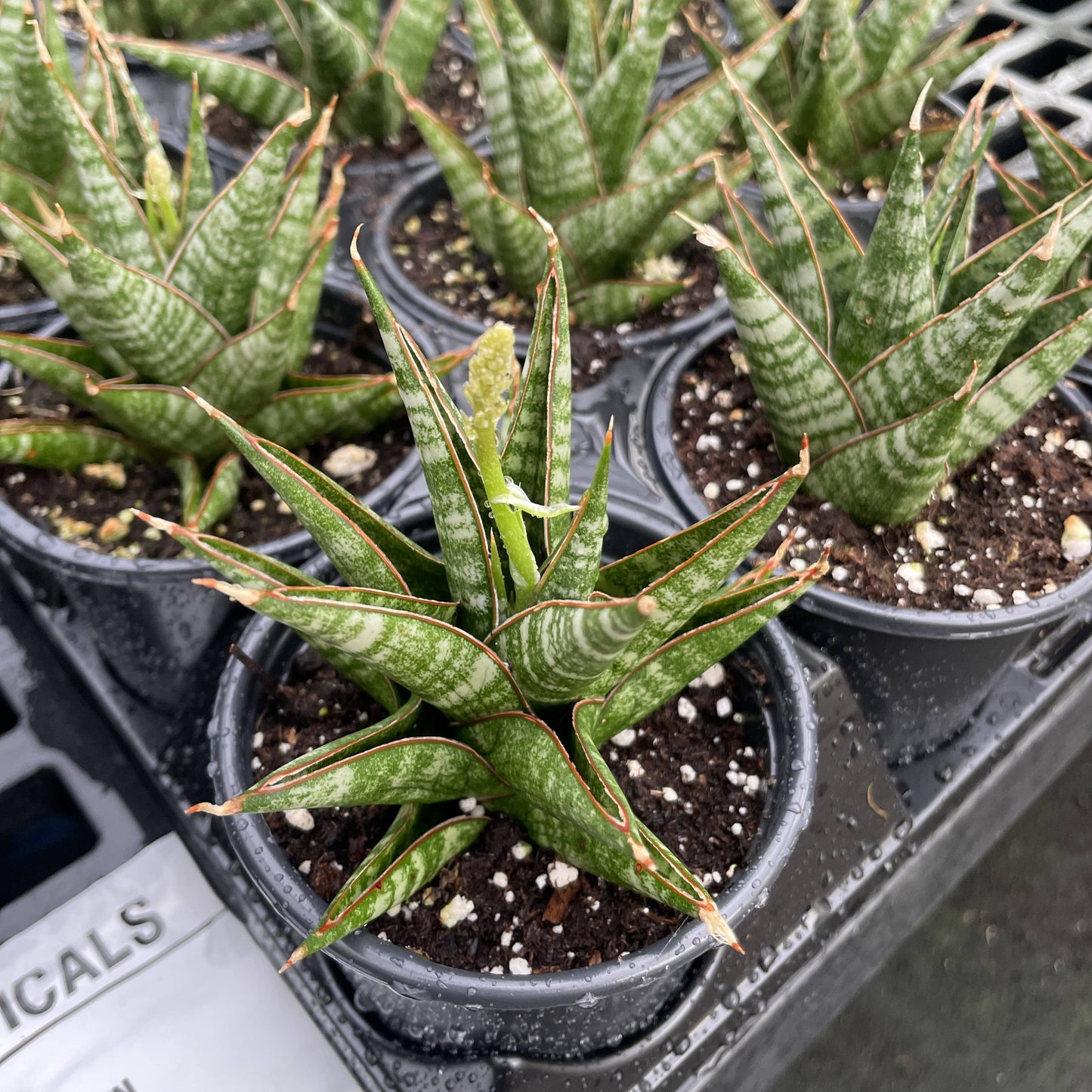 Table Mountain Snake Plant - 3.5" Live Plant