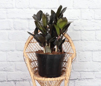 Black Raven ZZ Plant - Live Plant
