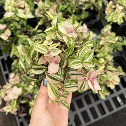Tradescantia Quadricolor - 4" Live Plant