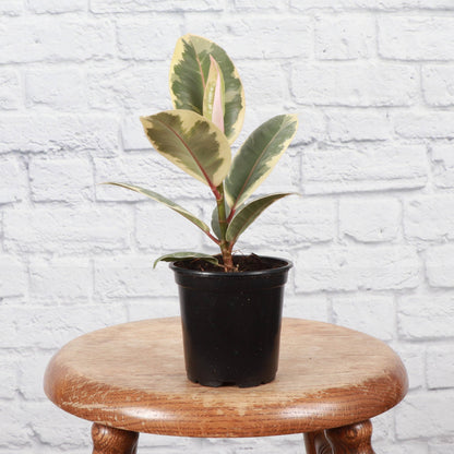 Tineke Rubber Plant - Live Plant