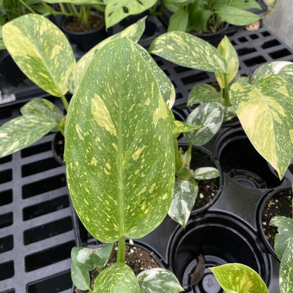 Philodendron Green Congo Nuclear Variegated - 4" Live Plant