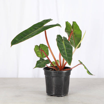 Philodendron Billietiae - Live Plant