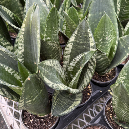Whitney Snake Plant - 4" Live Plant