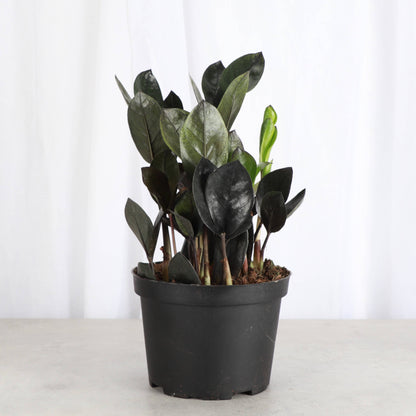 Black Raven ZZ Plant - Live Plant