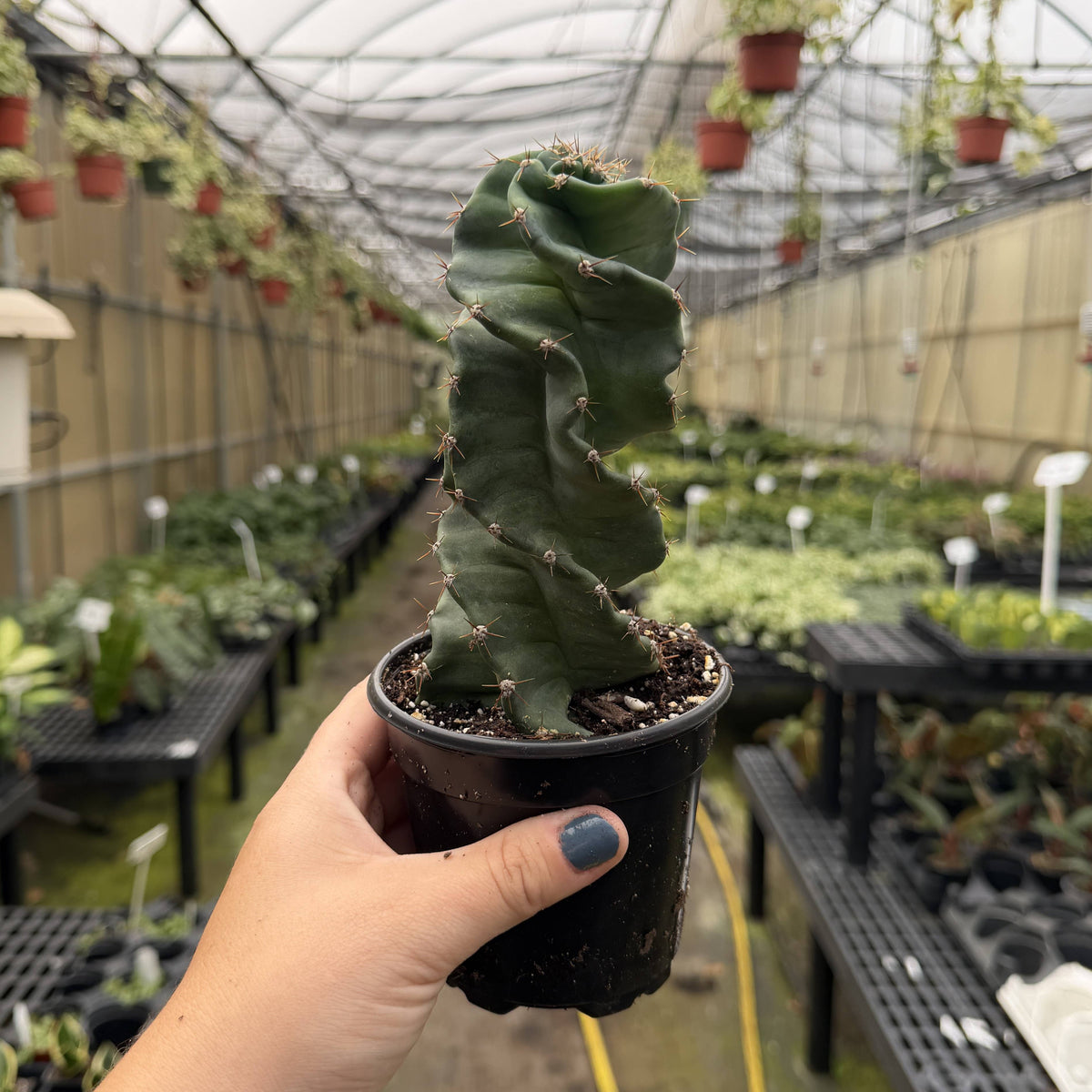 Spiral Cactus - 4" Live Plant