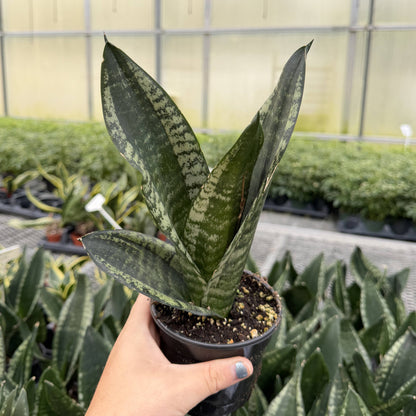 Whitney Snake Plant - 4" Live Plant