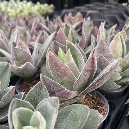 Garnet Lotus Crassula -  2" Live Plant