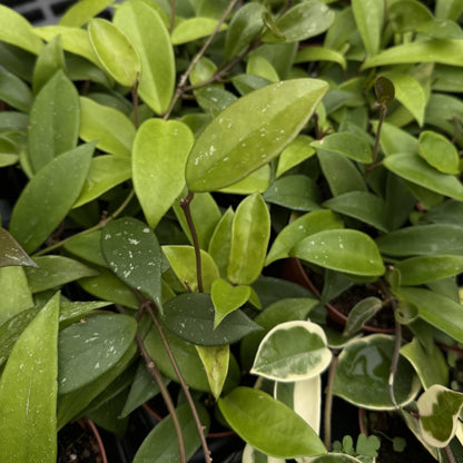 Live Hoya Plant - Assorted Variety - 4" Nursery Pot