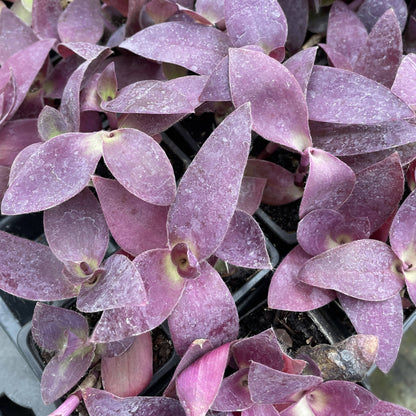 Tradescantia Purple Queen - 4" Live Plant