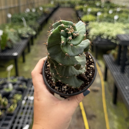 Spiral Cactus - 4" Live Plant