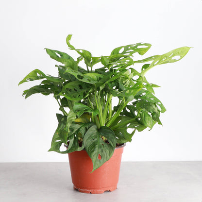Swiss Cheese Plant, Monstera Adansonii - Live Plant
