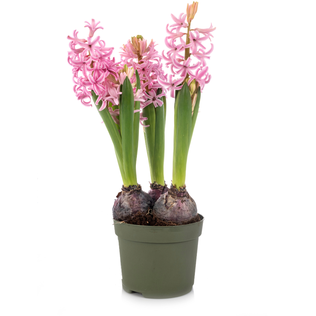 Spring Hyacinth - Blooming Live Plant - Assorted Colors
