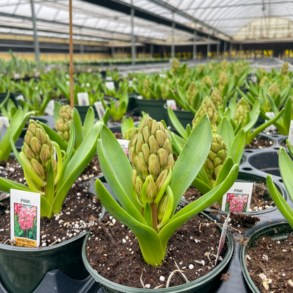Spring Hyacinth - Blooming Live Plant - Assorted Colors
