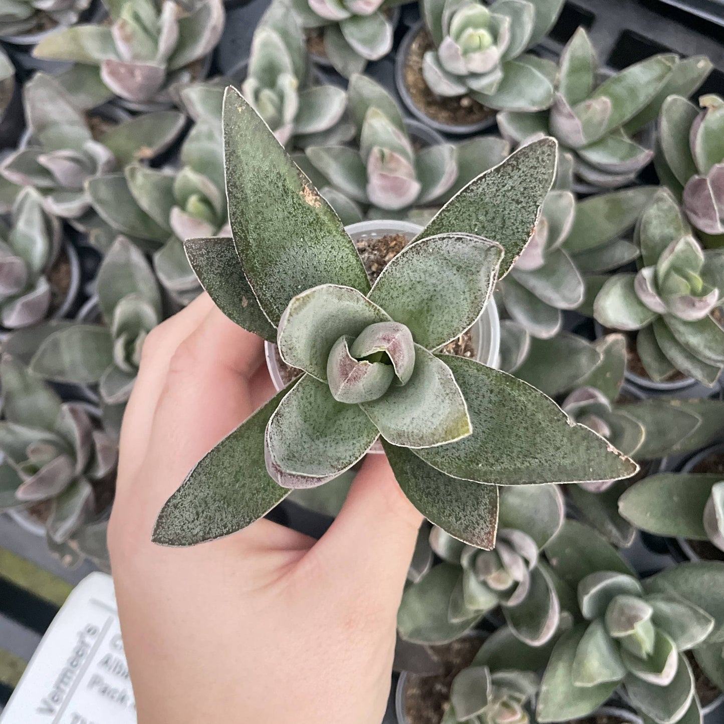 Garnet Lotus Crassula -  2" Live Plant