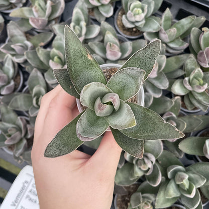 Garnet Lotus Crassula -  2" Live Plant